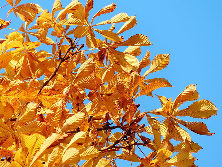 mùa thu lá, vàng, tia nắng, ánh sáng, màu vàng, màu xanh lá cây màu vàng, màu sắc mùa thu