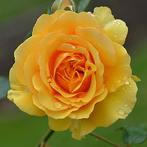 Rose, fleur, nature, macro, rose jaune, Rose - fleur, pétale