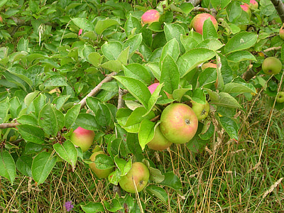 Apple, fruta, árbol, naturaleza, vegetación