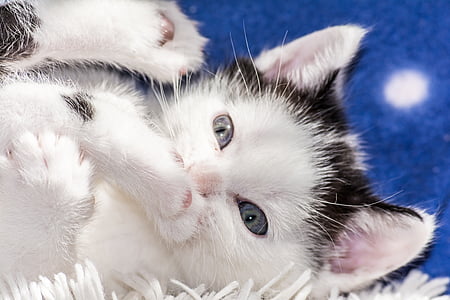 kucing bayi, kucing bayi, anak kucing, kucing muda, kucing, Adidas, meringkuk