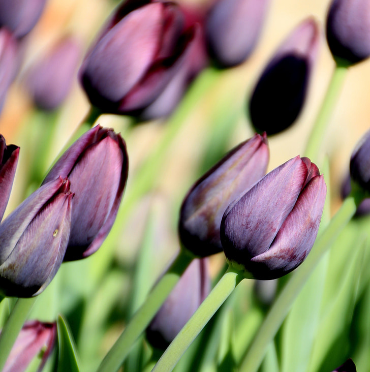 flower, tulip, purple, spring, nature, floral, bloom