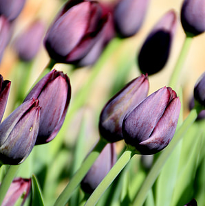 flor, Tulip, púrpura, primavera, naturaleza, flores, floración