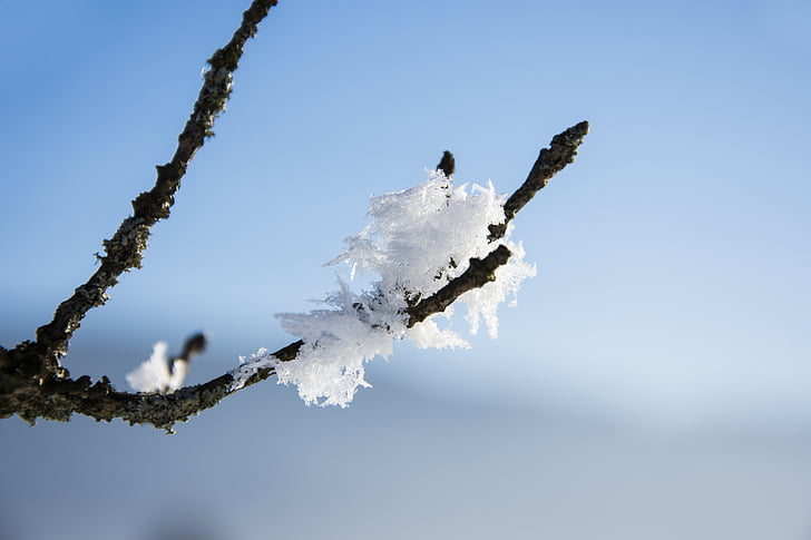 cristale de zăpadă, iarna, macro, congelate, zăpadă, rece, Frosty