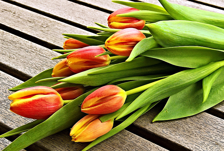 ramo de la, tulipanes, rojo amarillo, familia de las liliáceas, flores de corte, hermosa, regalo