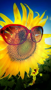 Fräulein Sonnenblume, schöner Tag, Sonnenschein, blauer Himmel, Sonnenblume Bauernhof