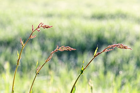 meadow, plant, spring, grass, flowers, nature, wild flower