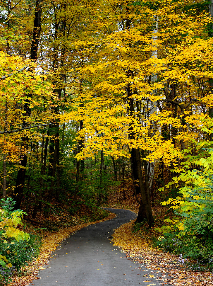 musim gugur, musim gugur, pohon, hutan, daun, alam, kuning