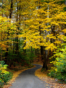 rudens, kritums, koki, meža, atstāj, daba, dzeltena