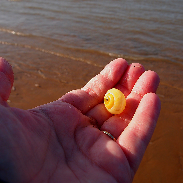 shell, hand, yellow, stick, beach, fingers, open