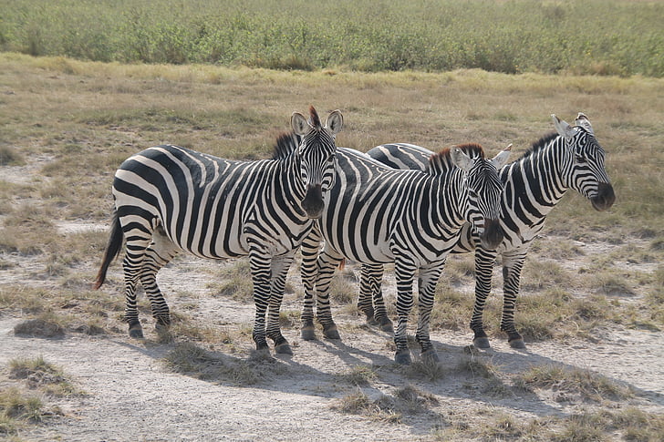 Zebra, afria, Kenia, Safari, Zebra 's, Afrika, strepen