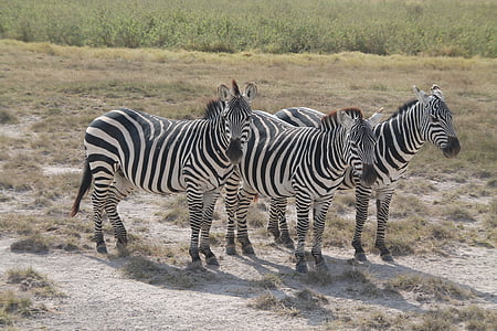 Zebra, afria, Kenia, Safari, zebrai, Afrika, juostelės