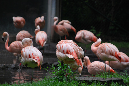 Flamingó, állatkert, víz