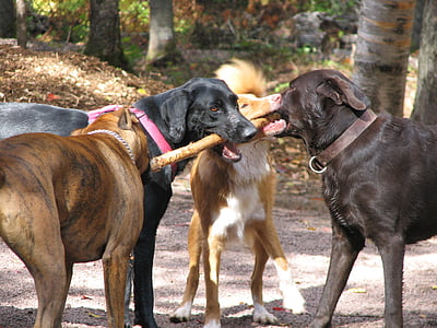 câini, stick-ul, animal de casă, drăguţ, distractiv, canin, catelus