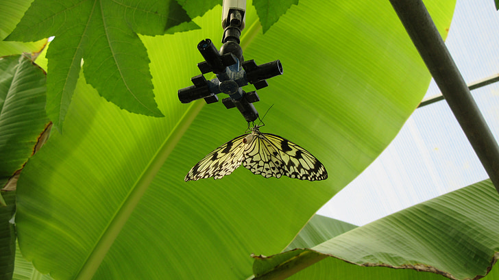 Provenza, Velleron, mariposa, sur de Francia nature