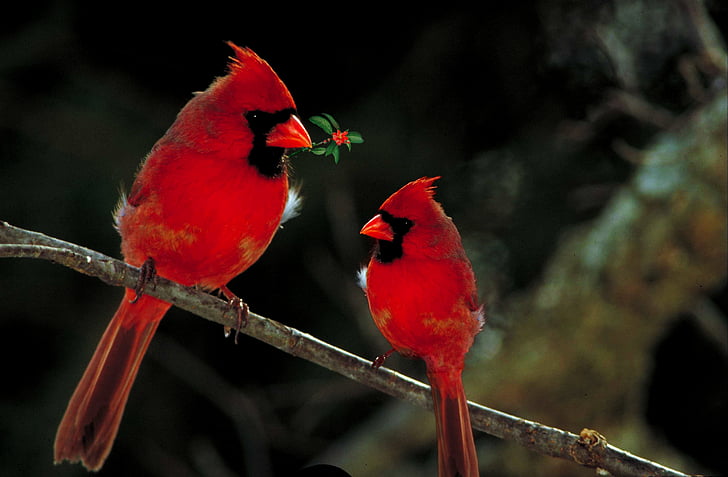 cardinals, birds, fauna, wild, outdoors, avian, red