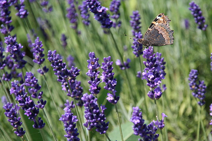 lavender, butterfly, violet, lavender and butterfly, purple flower, flower, nature