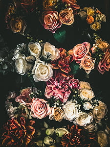 kolorowe, kwiat, Natura, roślina, bukiet, płatki, Róża-