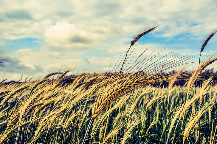 barley, cereals, wind, agriculture, grain, nature, ear