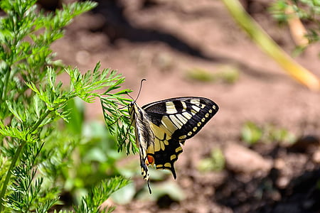 tauriņš, burkāni herb, aizveriet, saskaņot, daba, dārza, Papilio tauriņi