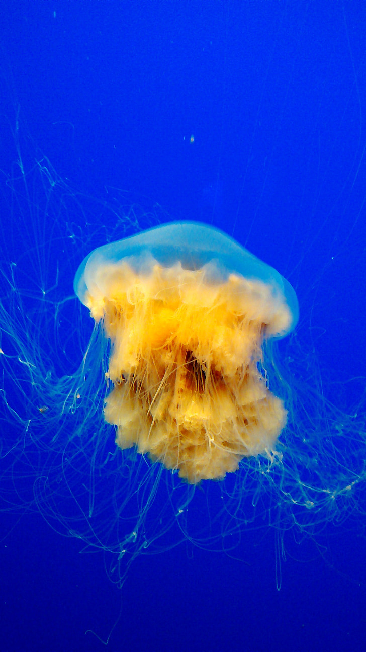 jellyfish, ocean, underwater, water, sea, medusa, aquatic