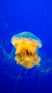Meduza, oceana, pod vodom, vode, more, Meduza, vodeni