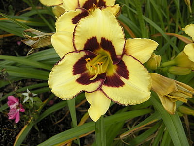 kuning, Lily, bunga, alam, Manitoba, tanaman, kelopak