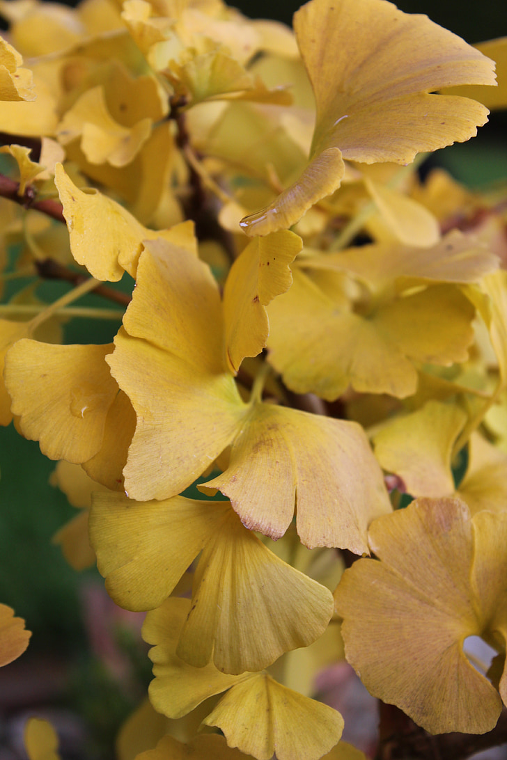 Ginkgo, amarillo, otoño, planta, hoja de Ginkgo, flora, árbol de hojas de ventilador