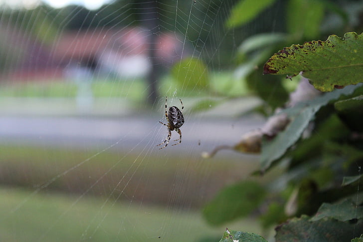 Spinne, Tier, Netzwerk, Spinnennetz, Natur, in der Nähe, gespannte Netze