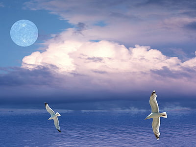 seagulls, birds, flying, sky, moon, clouds, nature