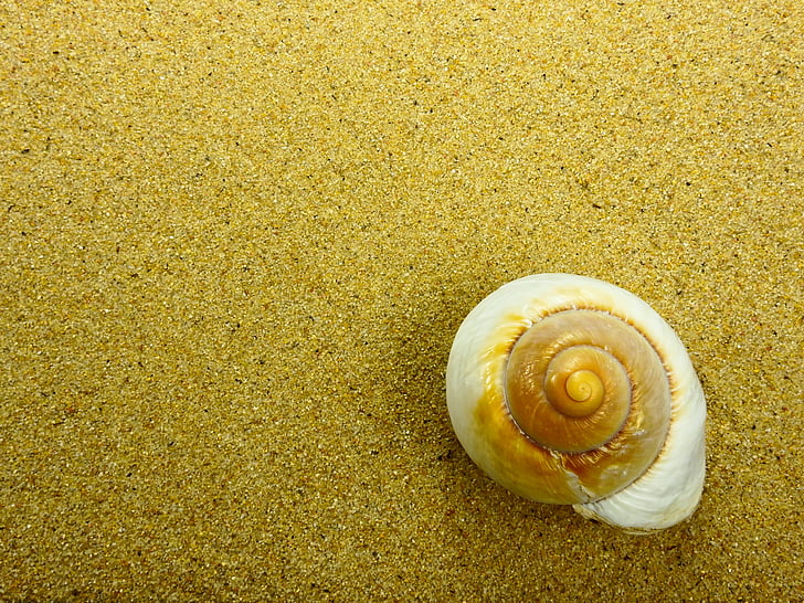 zand, strand, shell, natuur, zomer, achtergrond, kaart