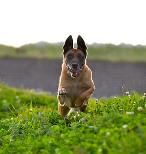bewegings-opname, Mechelaar, Running dog, -stap-springen, Belgische herder, zomer, aandacht