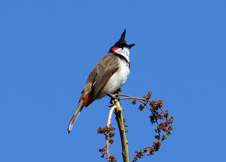 rot-Schnurrbärtiger Bülbül, Vogel, Pycnonotus jocosus, Bülbül, Sepoy Bülbül, Dharwad, Indien