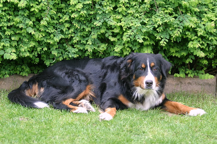 Berner sennen pes, pes, Bavarska, prasica, Bernese planina pes, Hišni ljubljenčki, živali