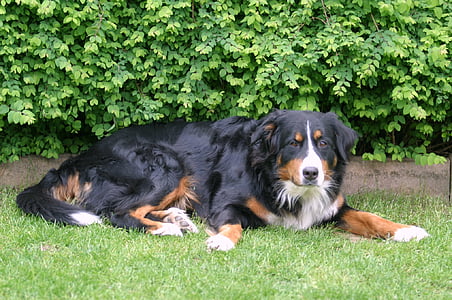 Berner sennen cão, cão, Baviera, puta, Bernese mountain dog, animais de estimação, animal