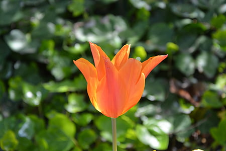 virág, tulipán, narancs, természet, tavaszi tulipán, növény, szirom