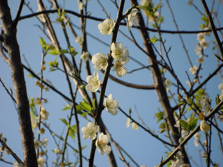 flor de Prunera, primavera, albercoc japonès, Antiga residència de 蔣, flors
