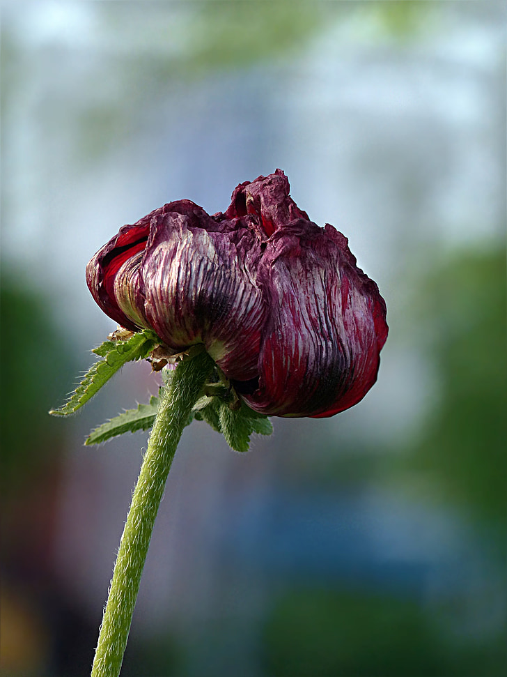 plant, flower, poppy, papaver rhoeas, red, faded