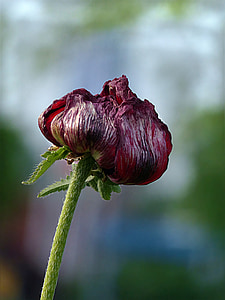 φυτό, λουλούδι, παπαρούνα, Papaver rhoeas, κόκκινο, ξεθωριάσει