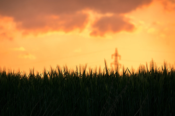 barley, sunset, barley field, clouds, strommast, abendstimmung, rest