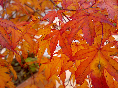 podzim, listy, padajícího listí, barevné, zlatý podzim, červená, listy na podzim