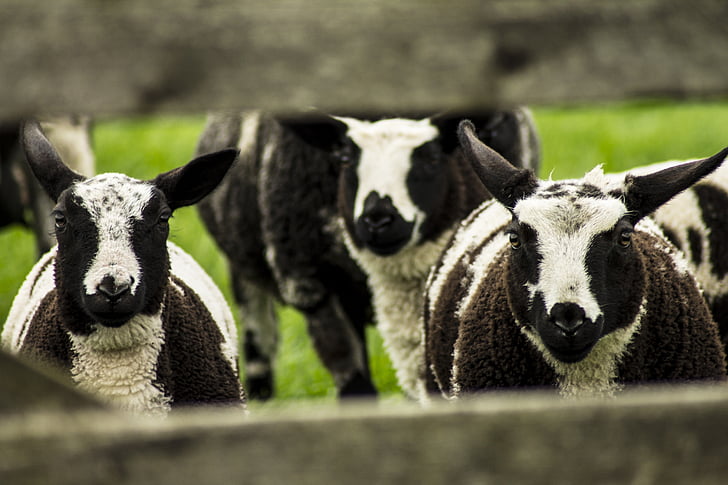 ovelhas, Cordeiro, pasto, cerca, Primavera, jovem, cordeiros