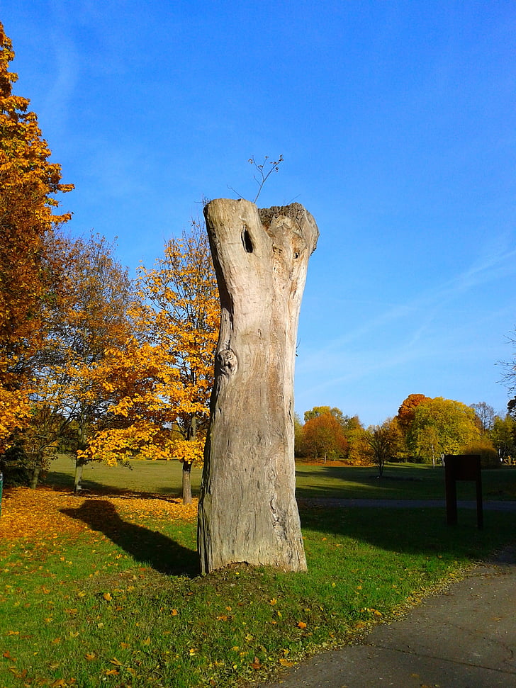 árbol, naturaleza, Monumento, Parque