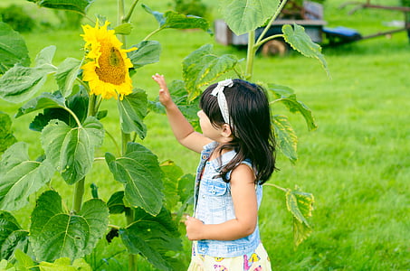 bunga matahari, Gadis, musim panas, kupu-kupu, bunga, kuning, bidang