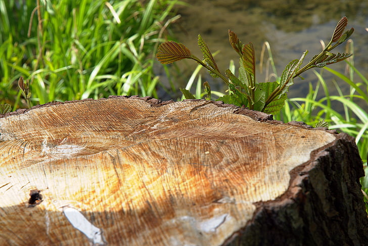 nature, tree stump, branch, water