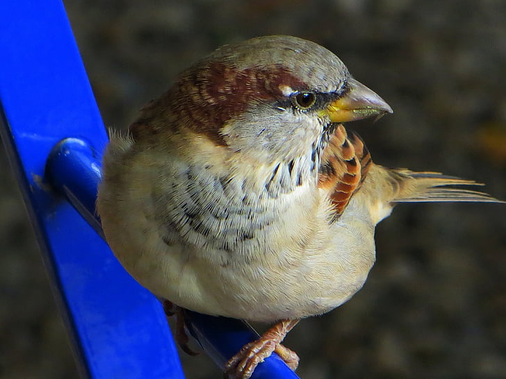 sparrow, bird, sperling, animal, close, claws out, wing