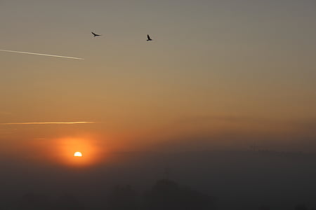 Sky, Dim, nuages, brouillard, matin, oiseaux