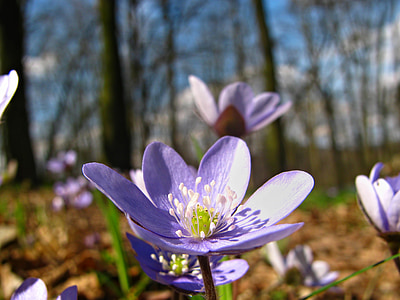 kwiat, kwiat, kolory, Violet, liliowy, Woods, pory roku