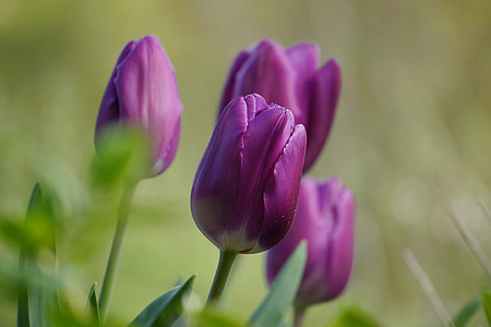 hage, blomst, Tulip, anlegget, Sommer, makro, lilla