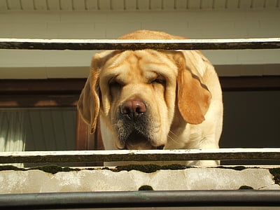 Labrador staand, Retriever portret, Portret van de hond, Labrador plezier, hond, huisdieren, dier