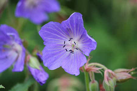 Geranium pratense, Wiesen-Storchschnabel, Blume, Blau, lila, Geranie